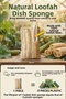 Natural Pumpkin Fiber Dish Sponge - Organic, Herbal, Eco-Friendly Effective Cleaning - 1 Piece - 4