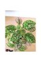 Fittonia Hypoestes Bitkisi - 3