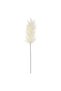White Pampas grass 86 centimeters - 2