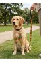 Bntmkt-0041-ds-1 cat & dog network leash mix 1.5x120cm - 2