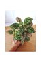Fittonia Hypoestes Bitkisi - 2