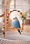 Budgie Swing - Model 1