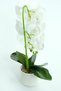 Artificial Orchids in Pots - 2