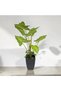 Planta Artificiala Colocasia 65CM - 2