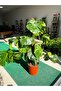 DEVE TABANI-MONSTERA - 2