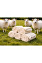 Kulayün Skoch One Hundred Percent Wool Single Blanket - 4