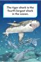 WHAT WOULD YOU RATHER BE? A TIGER OR A TIGER SHARK? - 2