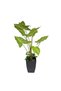 Planta Artificiala Colocasia 65CM