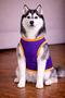 Mor Wanted German Dog Tshirt Dog Apparel (100% Cotton Combed Cotton) Small and Large Breeds - 2