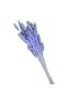 Light purple Lagurus - 3
