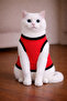 تيشيرت للقطط مطبوع عليه Red Oops Cat مقاس M (100% قطن ممشط) - 2