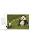 Sq P'back Story Bk - Panda Says Please - 3