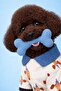 Party Pup Small Breed Dog T-Shirt - 3