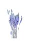 Light purple Lagurus - 4