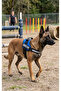 K9 Dog Chest Harness Reflective Adjustable Professional Training Vest - 6