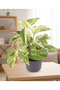 Mini Marble Queen Pothos