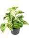Mini Marble Queen Pothos - 3