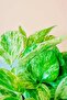 Mini Marble Queen Pothos - 2