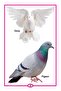 My Little Book Of Birds - 2