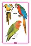 My Little Book Of Birds - 5