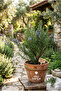 Dried Rosemary, Rosemary Leaf, Bird's Tongue, Rosmarinus Officinalis 50g - 2