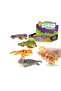 "Assorted Colour Changing Lizard "