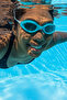Accelera Adult Swimming Goggles - 2