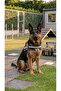 K9 Dog Chest Harness Reflective Adjustable Professional Training Vest - 7