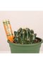 Elixir Dr.Soil Drop by Drop succulent cacti 32ml 2-4 weeks - 2