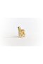 Afghan Hound 13938 - 2