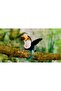 Toucan 9591 - 5