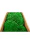 Mușchi (Moss) - 8