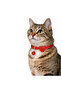 Solid Color Dog & Cat Collar - 2