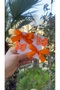 Cleo Orange Buckle Set (Ribbon Bow Glitter Butterfly 3.2 Metal Clip) - 2