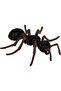 Life Cycle Of An Ant - 3