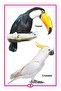 My Little Book Of Birds - 6