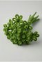 100 Pieces of Mold Green Chenille 30cm, Furry Plush Velvet Wire, Handicraft, Flower, Gift, Decoration School Event - 4