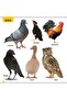 My First Library Animals and Birds - 5