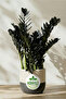 Zamia Bitkisi