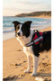 Tactical Dog Chest Harness with Reflective Adjustable Clip - Red - 4
