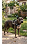 K9 Dog Chest Harness Reflective Adjustable Professional Training Vest - 6
