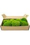 Moss - 8