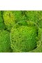 Moss