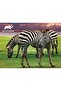 Zebra Puzzle 48pcs 15806 - 2