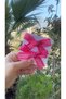 Baby Girl Fuchsia Pink Lace Bow Metal Clip Buckle - 2