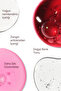 Dragon's Blood Extract 6-Action Moisturizing & Skin Firming Anti-Aging Serum 30ml - 5