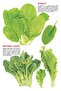 My Jumbo Book - VEGETABLE - 2