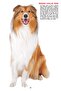 My Jumbo Book - DOG - 5