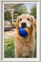 Ball Hard Ball 5 cm Transparent Orange Dog Toy - 2