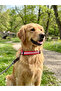 Reflective Dog Collar with Clip, Adjustable Double D-Rings, Night Visibility (S-L) - 6